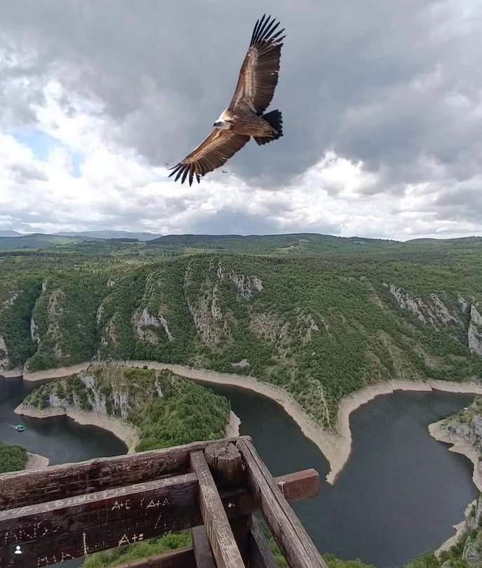 Beloglavi sup u letu